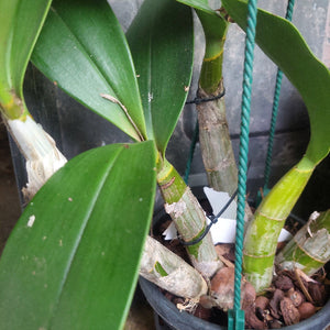 big orchid in black pot