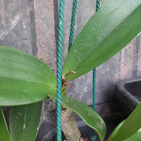 big orchid in black pot