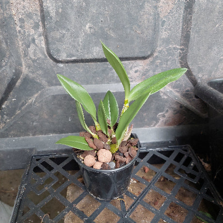 Orchid in black pot