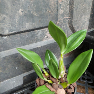Orchid in black pot
