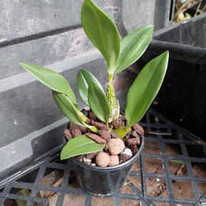 Orchid in black pot