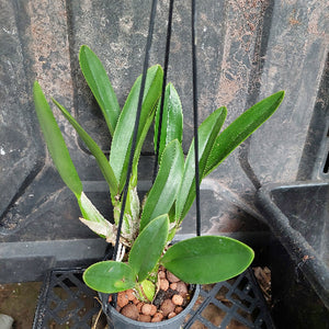 cattleya in black pot