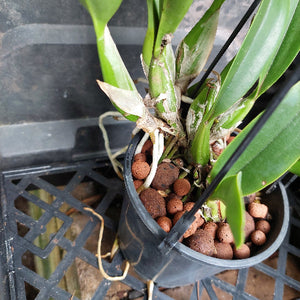 cattleya in black pot