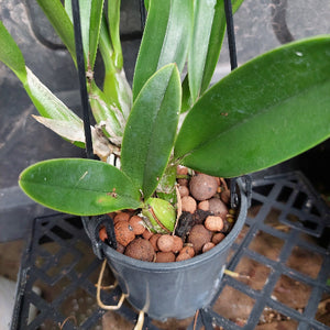 cattleya in black pot