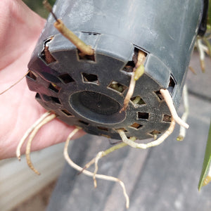 cattleya in black pot