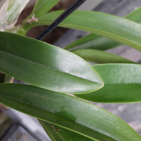 cattleya in black pot
