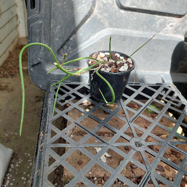 Dockrillia in black pot