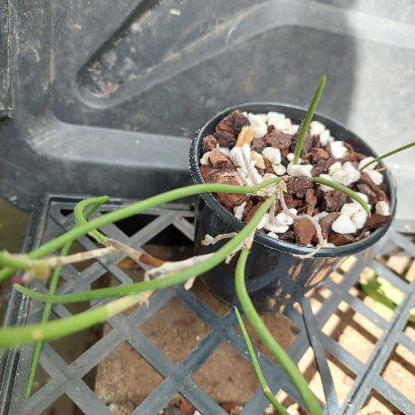 Dockrillia in black pot