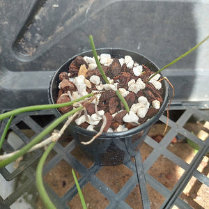 Dockrillia in black pot