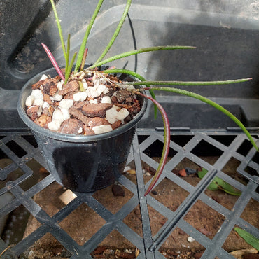 Dockrillia in black pot