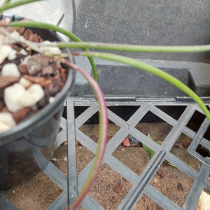 Dockrillia in black pot