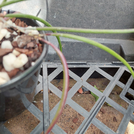Dockrillia in black pot
