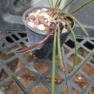 Dockrillia in black pot
