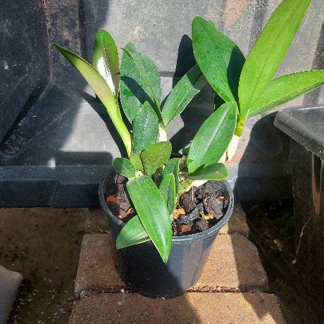 Black pot with an orchid in it