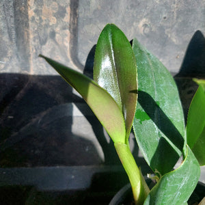 Black pot with an orchid in it