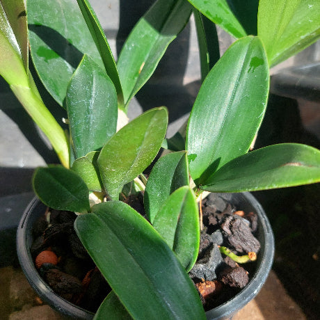 Black pot with an orchid in it