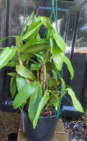 Big orchid in black pot