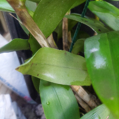 Big orchid in black pot