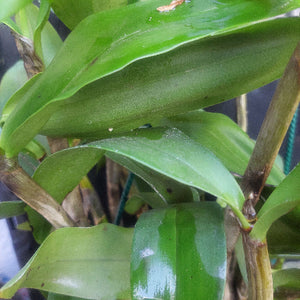 Big orchid in black pot
