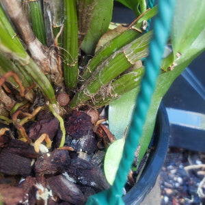 Big orchid in black pot