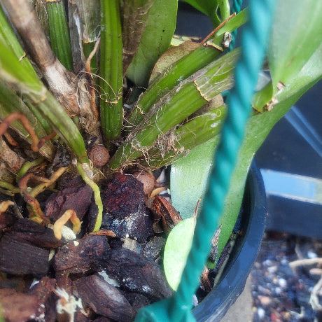 Big orchid in black pot