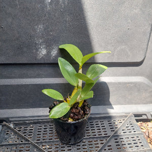 Big orchid in black pot