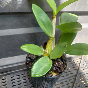 Big orchid in black pot