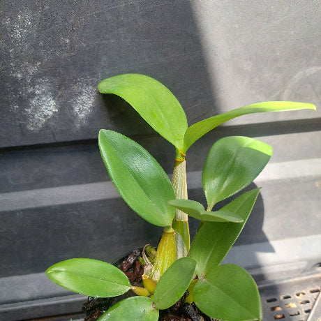 Big orchid in black pot