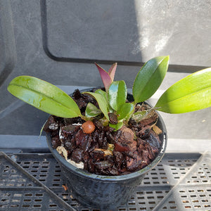 Big orchid in black pot