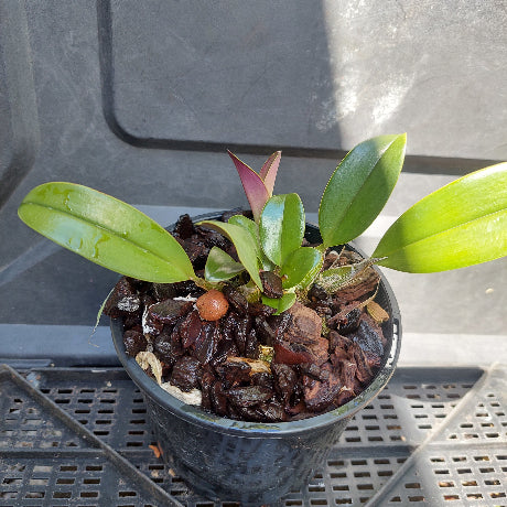Big orchid in black pot