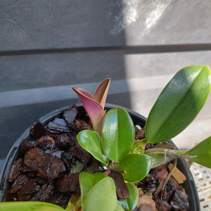 Big orchid in black pot