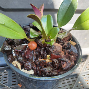 Big orchid in black pot