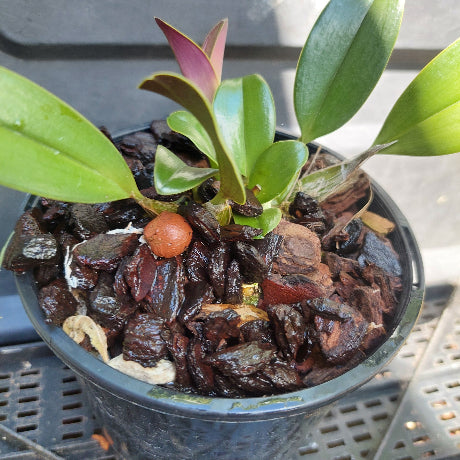 Big orchid in black pot