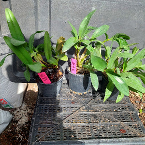 Big orchid in black pot
