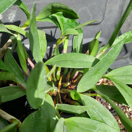 Big orchid in black pot