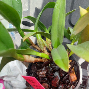 Big orchid in black pot