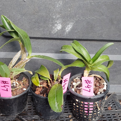 Big orchid in black pot