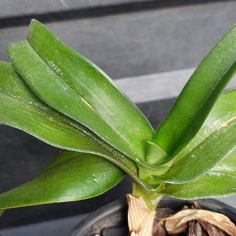 Big orchid in black pot