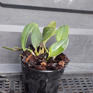 Big orchid in black pot