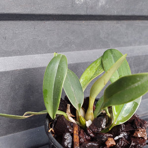 Big orchid in black pot