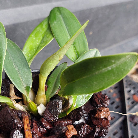 Big orchid in black pot