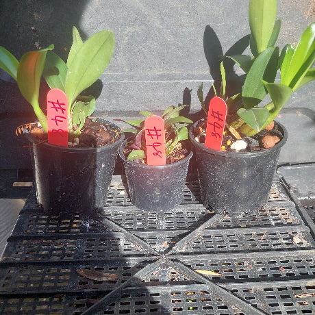 Orchids in black pots