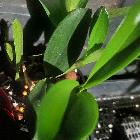 Orchids in black pots