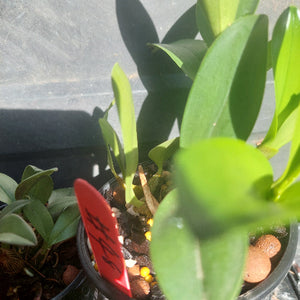 Orchids in black pots