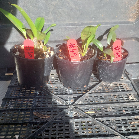 Orchids in black pots