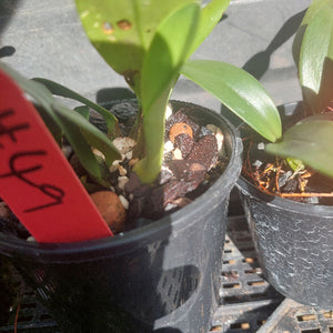 Orchids in black pots