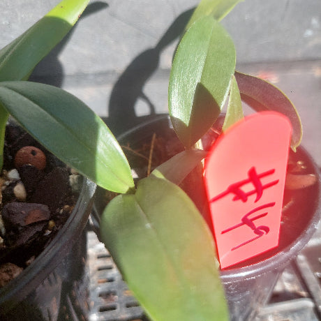 Orchids in black pots