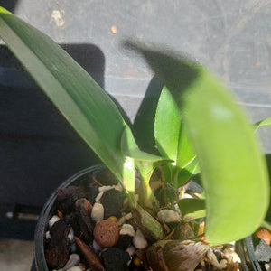 Orchids in black pots