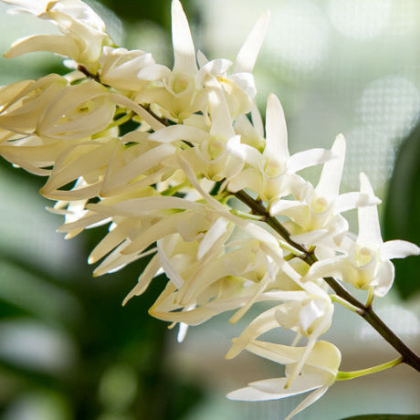 White flowers with green leaves on a blurred background