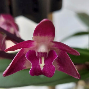 Close-up of a pink orchid with 'Australian Wonder' text